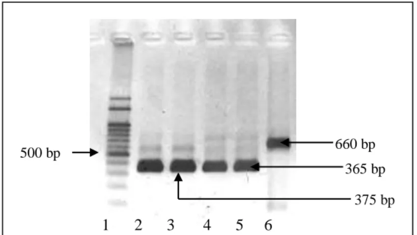 Gambar  4.  Skema  letak  penempelan  primer  COX2F,  COX2Fin,  COX2Rin  dan  COX2R  untuk  mengamplifikasi  daerah gen COX2 pada Tarsius sp