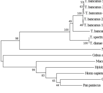 Gambar 6. Filogram  menggunakan  metode Neighbor joining dari  nukleotida daerah gen  COX2  parsial (berukuran  513 nt) Tarsius sp