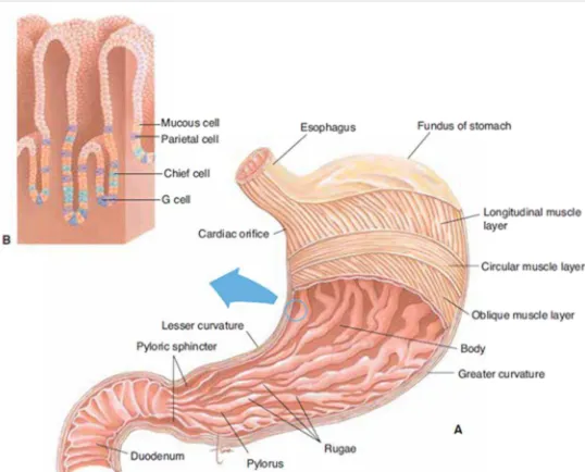 Gambar 4. A. Anatomi lambung manusia yang terdiri dari 3 lapisan otot; B. Perbesaran dari struktur lapisan mukosa lambung (Scanlon dan Sanders, 2007)
