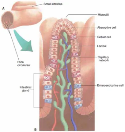 Gambar 5. A.  usus kecil manusia yang terlihat lumen; B. Irisan melintang usus kecil dengan terlihat bagian vili yang terdapat mikrovili di permukaan (Scanlon dan Sanders, 2007)
