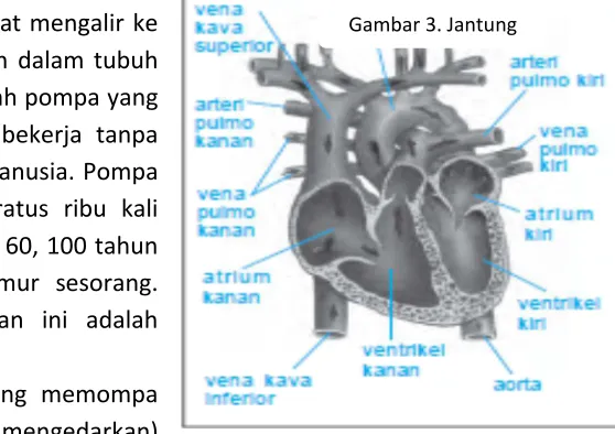 Gambar 3. Jantung  