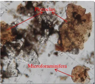 Gambar 13. Phytoclast dan mikroforaminiferaMikroforaminifeInertiniAOM Phytoclast Microforaminifera 