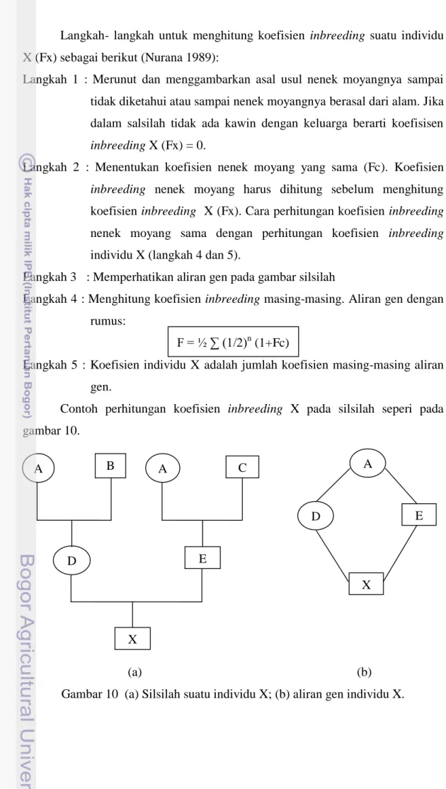 Gambar 10  (a) Silsilah suatu individu X; (b) aliran gen individu X. 