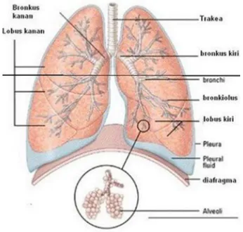 Gambar 1. Struktur paru-paru manusia 