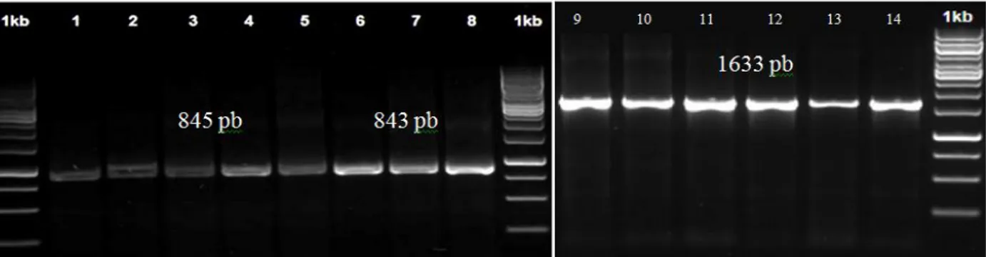 Gambar 1. Hasil PCR gen COX1 menggunakan primer COX1F dan COX1R; COX1AF dan COX1AR;COX1BF dan COX1BR  pada gel agarose 1% (1-4 menggunakan primer COX1AF dan COX1AR, 5-8 menggunakan primer COX1BF dan COX1BR,  9-14  menggunakan  primer  COX1F  dan  COX1R  1,