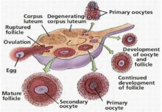 Gambar 2.9 Ovulasi