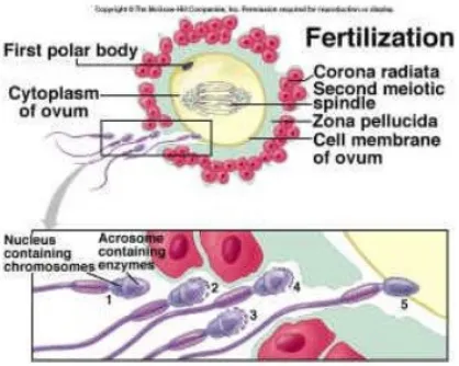 Gambar 2.11 Fase Penembusan Zona Pelusida