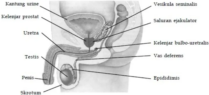 Gambar 2.1 Organ Reroduksi Pria