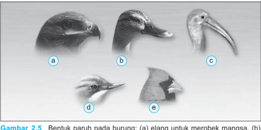 Gambar  2.5 Bentuk paruh pada burung: (a) elang untuk merobek mangsa, (b) itik untuk menyaring makanan, (c) pelikan untuk menangkap dan membawa ikan, (d) kolibri untuk mengisap madu, dan (e) pipit untuk memakan biji-bijian.