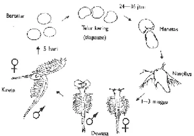 Gambar 1. Tahap Penetasan Artemia salina 
