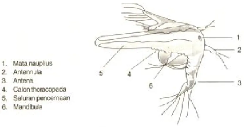 Gambar 2. Morfologi Nauplius Artemia 
