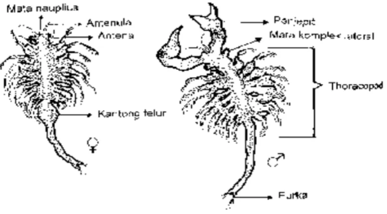 Gambar 3. Morfologi Artemia Dewasa 