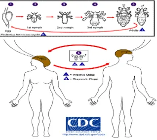 Gambar 3. Siklus hidup Pediculus humanus var. capitis. Sumber : CDC18 