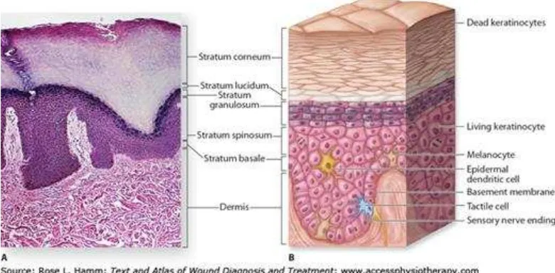 Gambar 1. Lapisan epidermis secara histologis (A) dan ilustratif (B)28