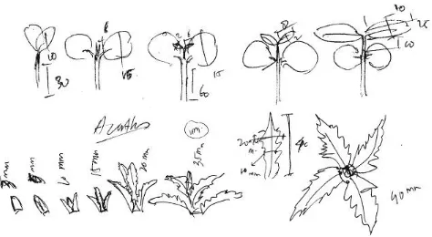 Gambar 6. Ilustrasi perkecambahan (biji) dan pertumbuhan daun pada bibit Acanthus ilicifolius (stek batang)