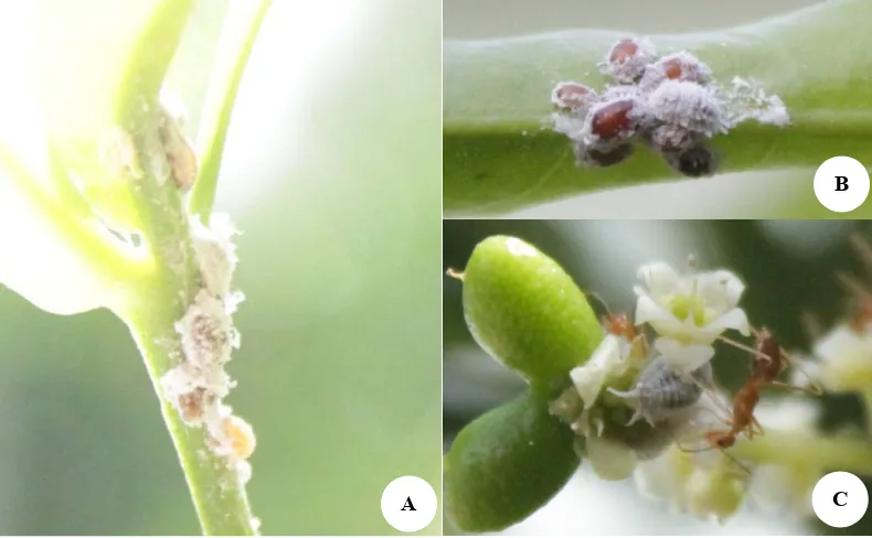 Gambar 1. Beberapa spesies serangga menguntungkan pengunjung tanaman zodia. A. Prociphilus tessellatus, B