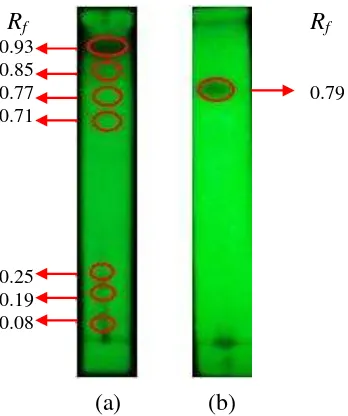 Gambar 1  Profil kromatogram dan nilai Rf ekstrak diklorometana (a) dan fraksi 3 (b) dengan eluen terbaik kloroform-aseton (12:1) (deteksi dengan lampu UV 254 nm)   