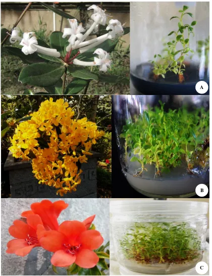 Gambar 1. Morfologi Bunga Rhododendron dan Upaya Konservasi dan Hasil Perbanyakannya secara In Vitro