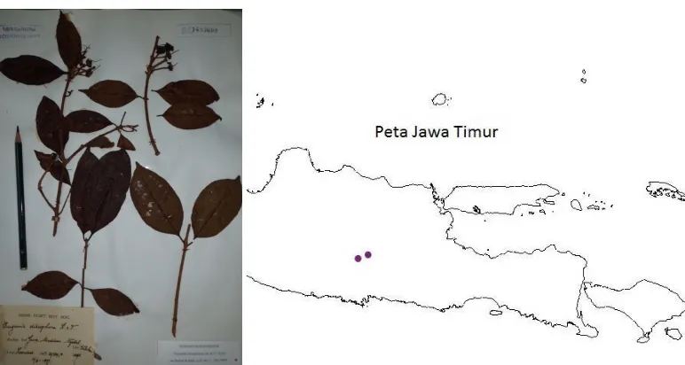 Gambar 1. Syzygium ampliflorum dan peta persebarannya (Foto: S. Sunarti)  