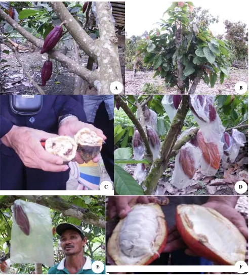 Gambar 2. Tanaman kakao. A. Tanaman kakao yang mulai berbuah, B. Tanaman kakao hasil sambung samping, C