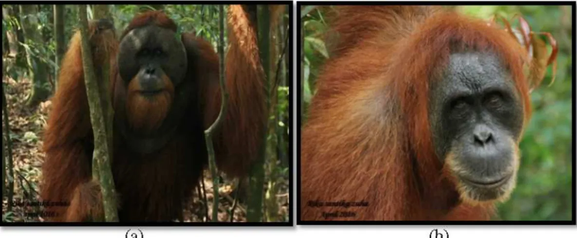 Gambar 2.1 (a) Orangutan Sumatera Jantan, (b) Orangutan Sumatera Betina  