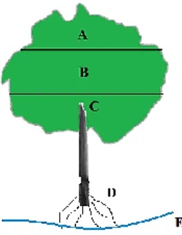 Gambar 3  Pembagian ruang tajuk pohon  Metode Analisis Data 