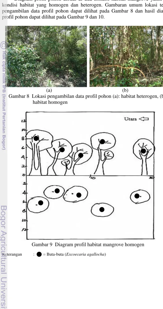 Diagram  profil  pohon  dibuat  di  dua  kondisi  habitat  mangrove  yakni  pada  kondisi  habitat  yang  homogen  dan  heterogen