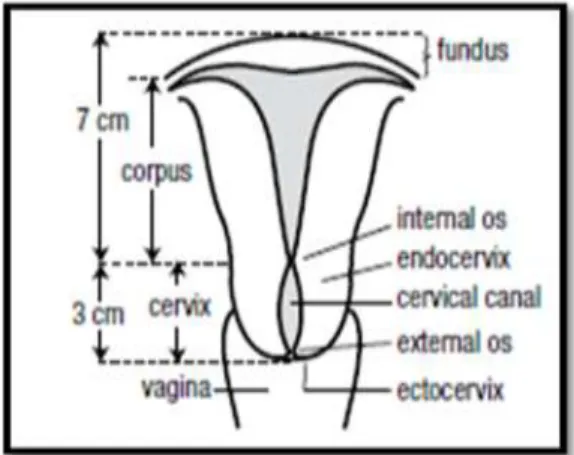 Gambar 2.1 Bagian Organ Reproduksi Wanita ( WHO, 2006). 