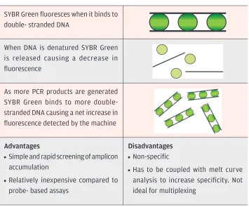 Figure 2.2: SYBR Green chemistry