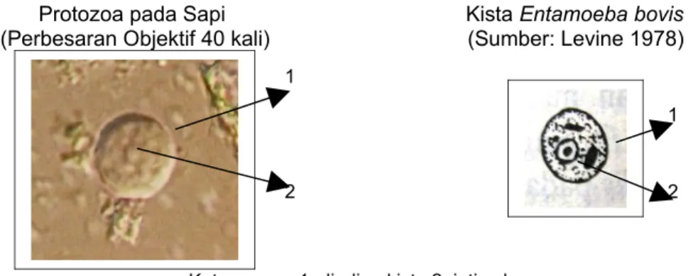 Gambar 3c Perbandingan Foto Protozoa pada Tinja Sapi dengan Kista Entamoeba Protozoa pada Kerbau 