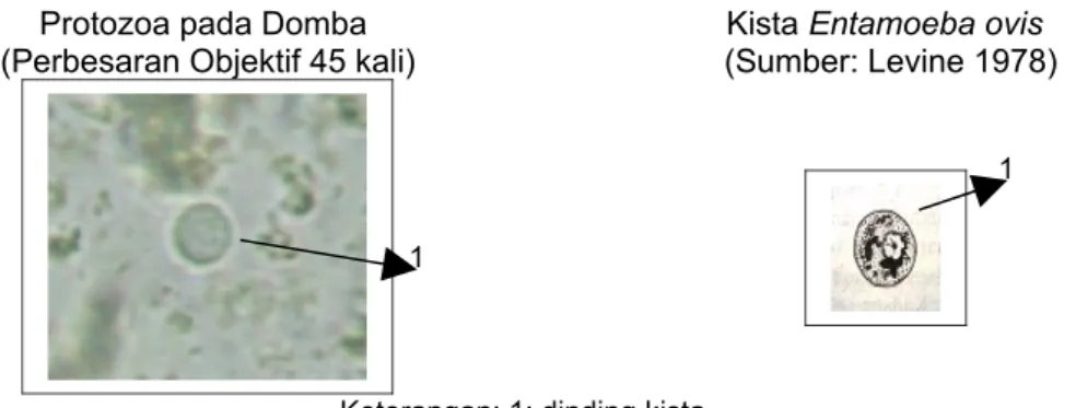 Gambar   3e   Perbandingan   Foto   Protozoa   pada   Tinja   Kambing   dengan   Kista  Entamoeba