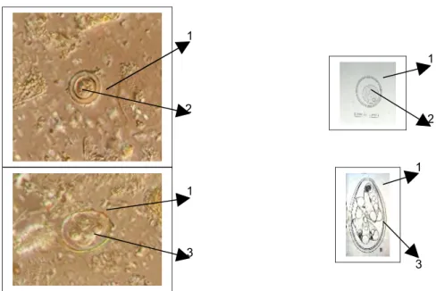 Gambar 6a Perbandingan Foto Protozoa pada Tinja Sapi dengan Genus Eimeria