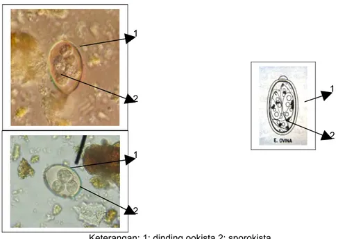 Gambar 6c Perbandingan Foto Protozoa pada Tinja Kambing dengan Genus Eimeria