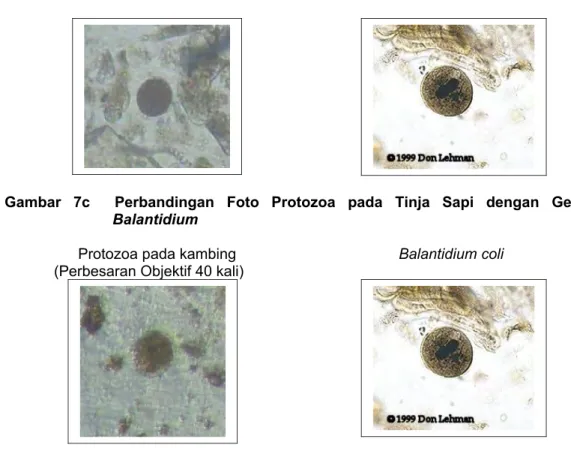 Gambar   7d   Perbandingan   Foto   Protozoa   pada   Tinja   Kambing   dengan   Genus  Balantidium