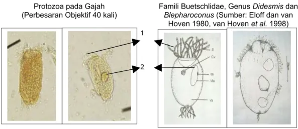 Gambar 8b Perbandingan Foto Protozoa pada Tinja Gajah dengan Famili Buetschlidae1