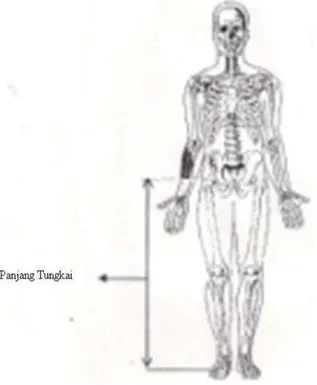 Gambar 1. Panjang tungkai (Tim Anatomi, 2003: 52) 