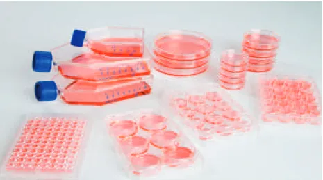 figure 3.1: Different types of cell culture flasks used in a virology laboratory