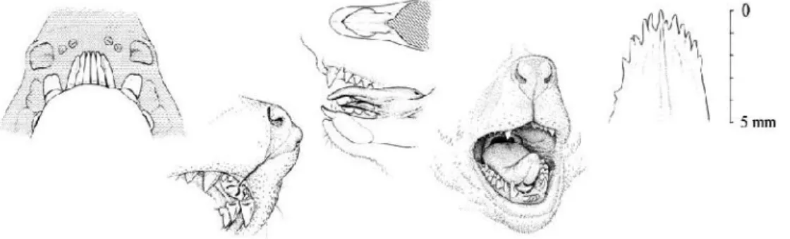 Gambar 5. Struktur gigi sisir (tooth comb) pada Loris tardigradus nordicus, lidah untuk membersihkan tooth comb, organ olfaktori (Loris Husbandry manual, 2003).