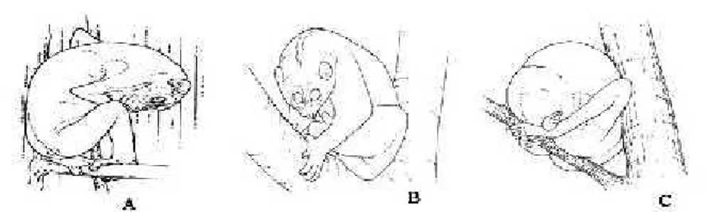 Gambar 8. Perilaku kukang. A) membeku tiba-tiba, B) duduk, dan C) tidur (Fitch-Snyder et al