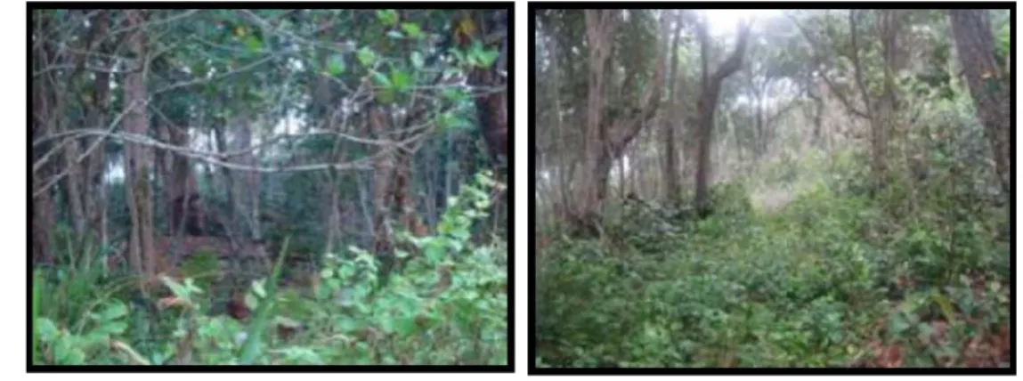 Gambar 9  Kondisi lokasi pengamatan di hutan pantai. 