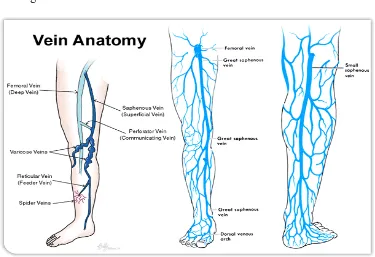 Gambar 1. Anatomi susunan vena tungkai bawah16 