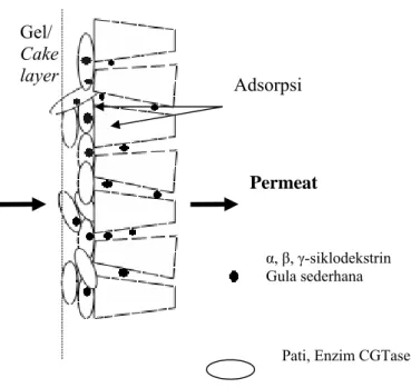 Gambar 3 Pembentukan gel/cake layer dan adsorpsi pada pemurnian siklodekstrin 