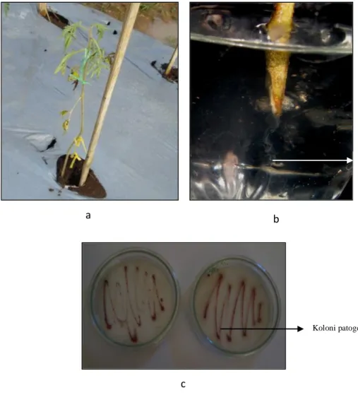 Gambar 4  Ralstonia solanacearum pada tanaman tomat. a. Gejala penyakit layu  pada tanaman akibat serangan patogen; b