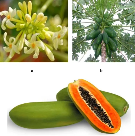 Gambar 1. Morfologi tanaman pepaya (Carica papaya L.) (Anonim, 2003) Bunga; b.) pohon; c.) buah dan biji .