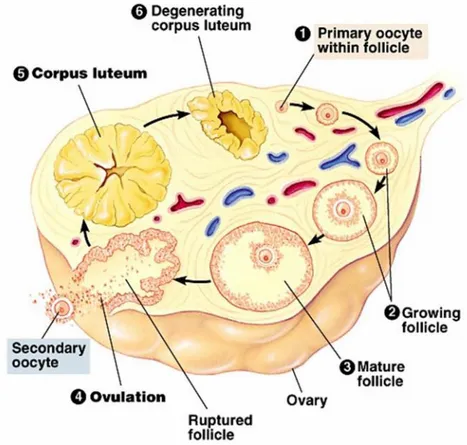 Gambar di bawah ini merupakan gambar penampang histologi dari ovarium mencit (Gambar 5).