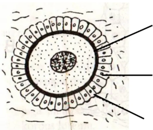 Gambar 7.  Folikel Sekunder Ovarium Mamalia (Singh,1991). a) zona pelucida ; b) sel folikel menjadi silindris; c) membran basal.