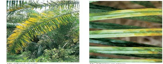 Gambar 2 Kahat magnesium pada tanaman kelapa sawit (Kali 2005) 