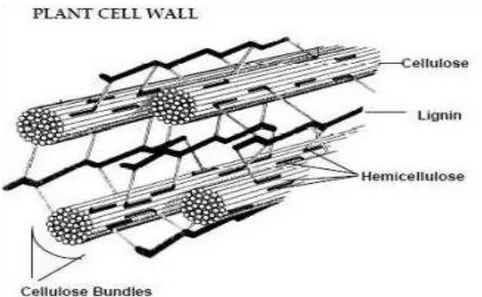 Gambar 1. Selulosa, lignin dan hemiselulosa yang saling berikatan pada dinding   sel tumbuhan (Holtzapple et al., 2003)
