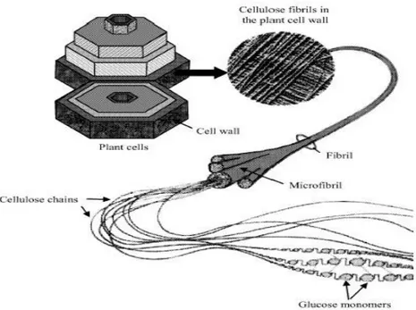 Gambar 5. Kumpulan rantai selulosa dalam mikrofibril yang membentuk dinding  sel tanaman (Djerbi et al., 2005)