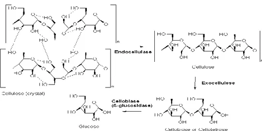 Gambar 6. Skema tahapan pemecahan selulosa (Karmakar and Ray, 2011). 